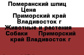 Померанский шпиц  › Цена ­ 35 000 - Приморский край, Владивосток г. Животные и растения » Собаки   . Приморский край,Владивосток г.